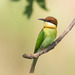 Chestnut-headed Bee-Eater - Photo (c) Ben, all rights reserved