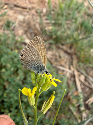 Double-spotted Line Blue