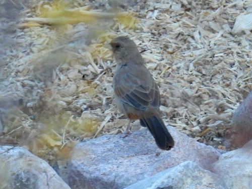 Abert's Towhee