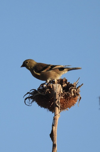 American Goldfinch