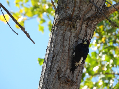 Acorn Woodpecker