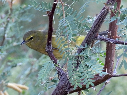 Orange-crowned Warbler