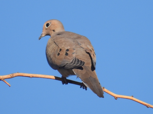 Mourning Dove