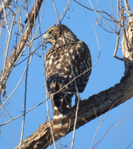 California Red-shouldered Hawk