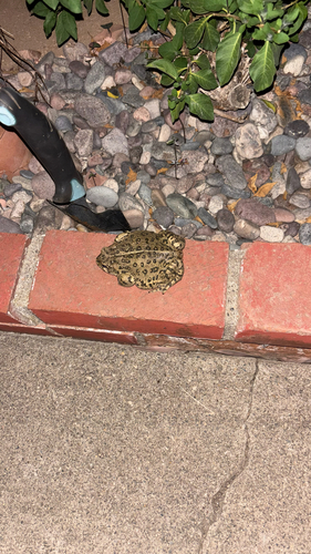 Western Toad