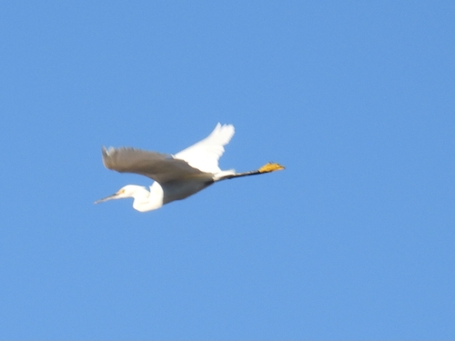 Snowy Egret