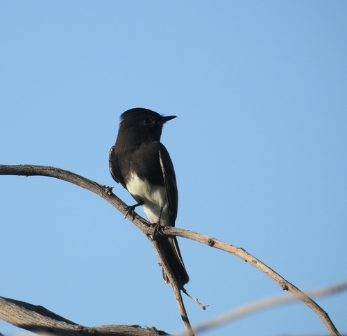 Black Phoebe