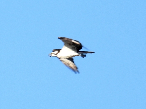 Osprey