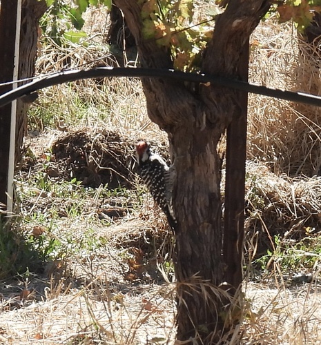 Nuttall's Woodpecker