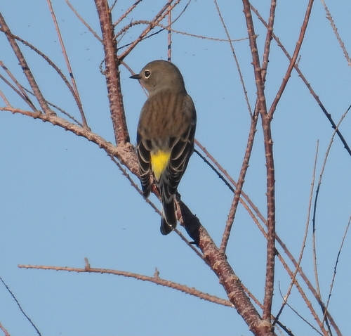 Yellow-rumped Warbler