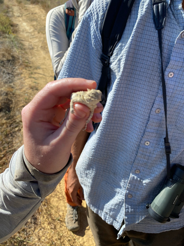 Blainville's Horned Lizard