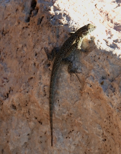 Western Side-blotched Lizard