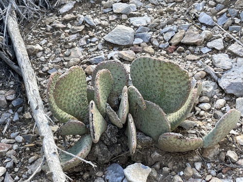 beavertail cactus