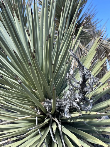 Western Joshua Tree