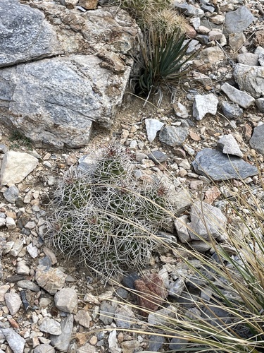 Mojave Kingcup Cactus