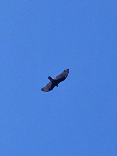 Turkey Vulture