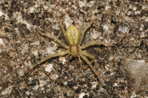 Philodromus albidus