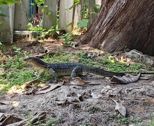 Common Water Monitor