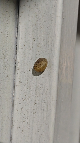 Garden Snail