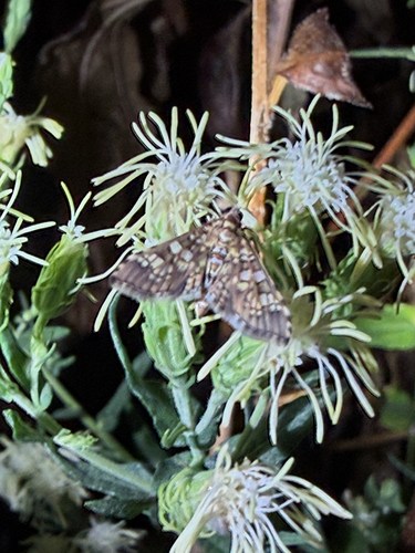 Stained-glass Moth