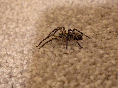 Mediterranean Spiny False Wolf Spider
