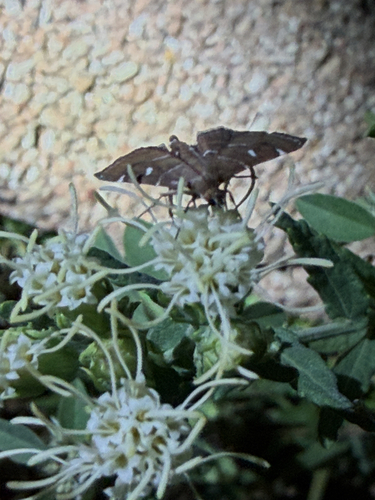 Victorian Lamplighter Moth