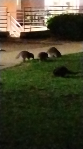 Common Raccoon