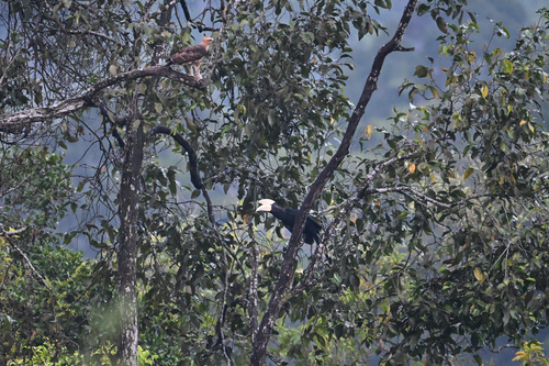Black Hornbill