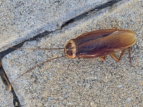 American Cockroach