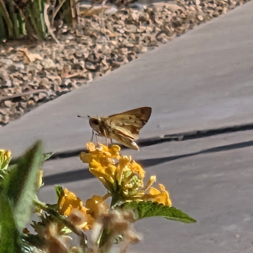 Fiery Skipper