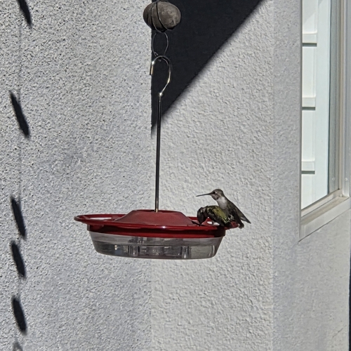 Costa's Hummingbird