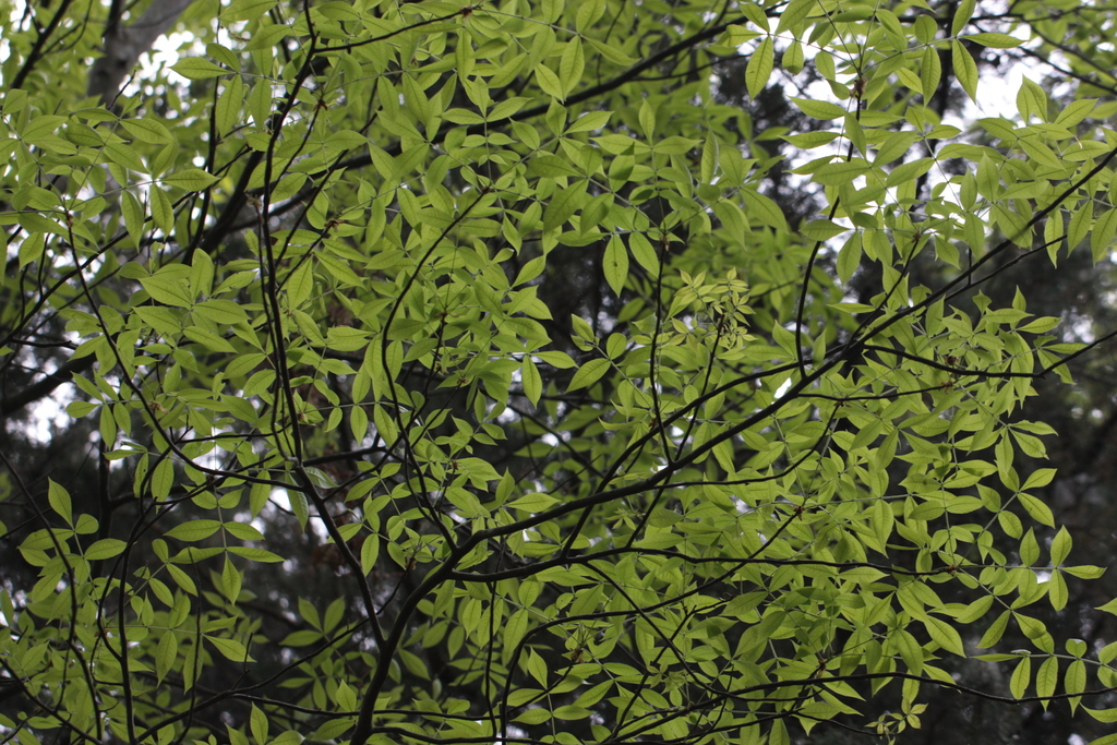 Carya pallida — an easy houseplant, prefers full sun light