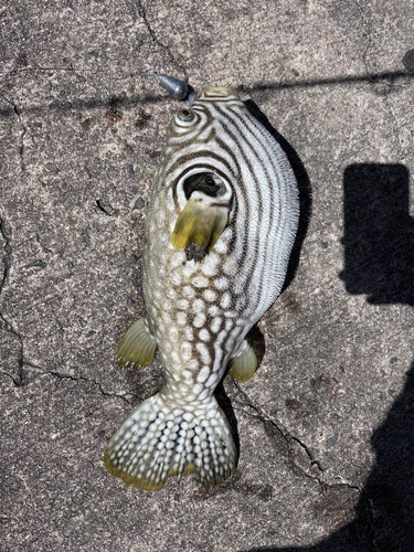 Reticulated Puffer