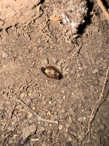Surinam Cockroach