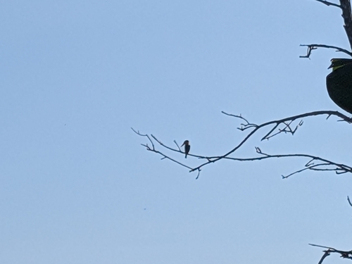 Stork-billed Kingfisher