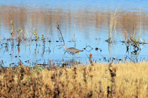 Greater Yellowlegs