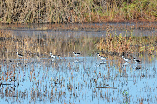 Black-necked Stilt