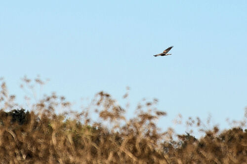 Northern Harrier