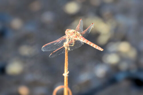 Variegated Meadowhawk