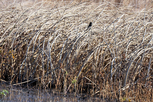 Black Phoebe