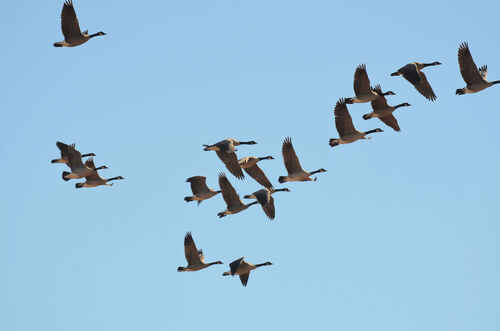 Canada Goose