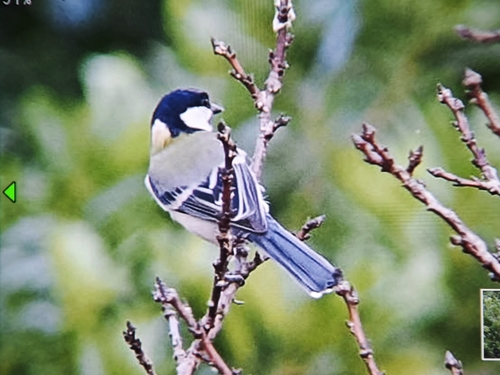 Asian Tit