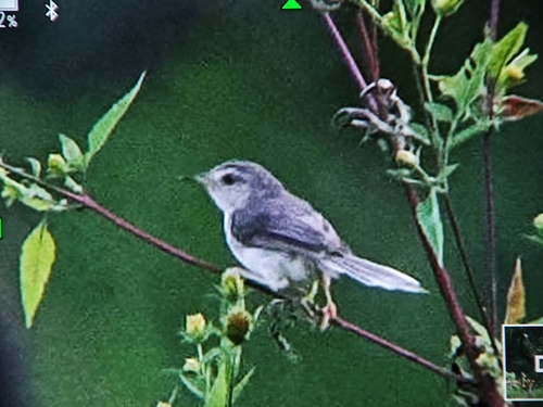 Plain Prinia