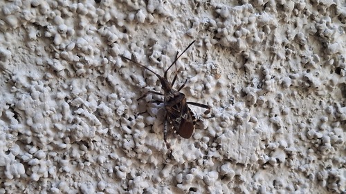 Western Conifer Seed Bug