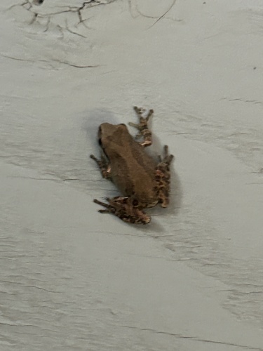Pacific chorus frog