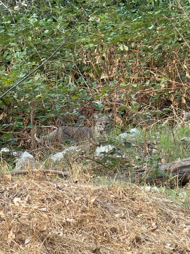Bobcat