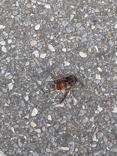 Yellow-legged Hornet