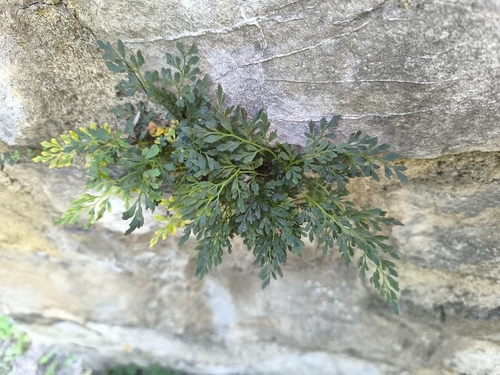 wall-rue