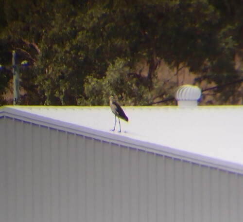 White-necked Heron
