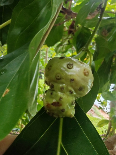Noni